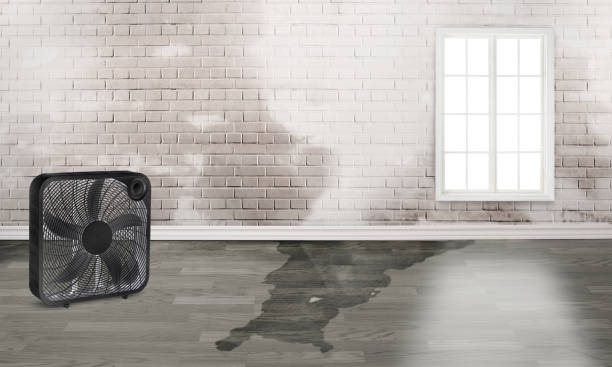Best Water damage contractors near me  in Loudon, TN